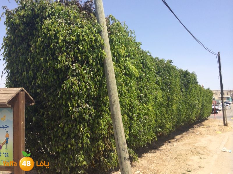 kenan 7ashouna 0503 (17).JPG